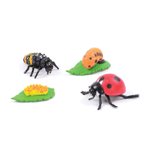 Life Cycle of a Ladybird