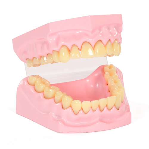 Anatomical Teeth Set