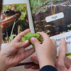 Life Cycle of a Frog